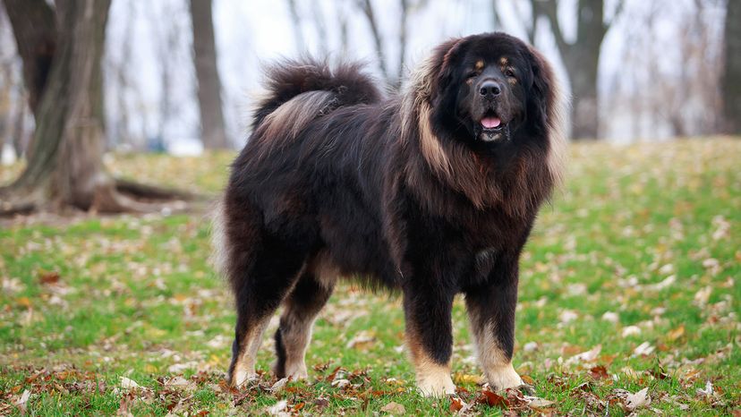 Tibetan Mastiff