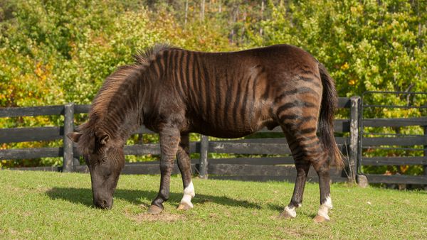 Yes, the Zorse Is a Real Mix of a Horse and a Zebra