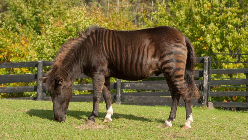 Zorse Zorse
