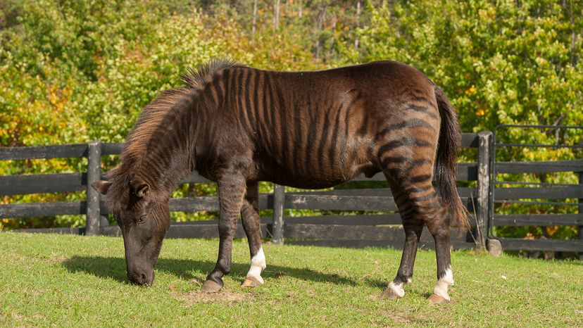 zorse eating grass