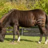 Yes, the Zorse Is a Real Mix of a Horse and a Zebra