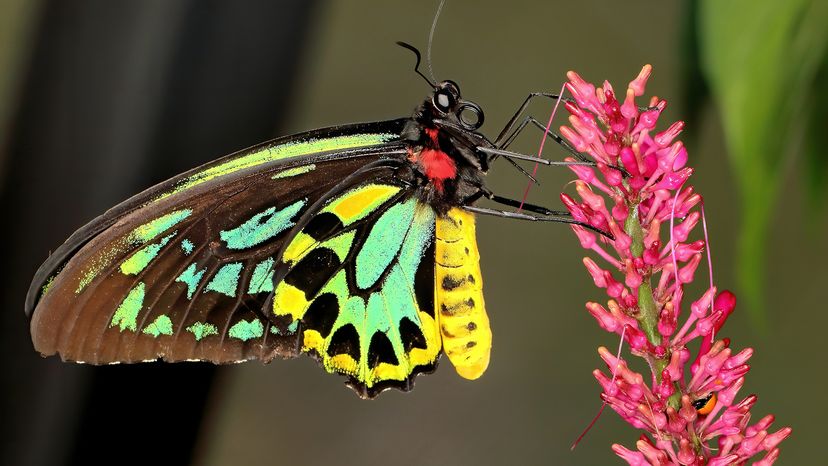 Queen Alexandra’s birdwing