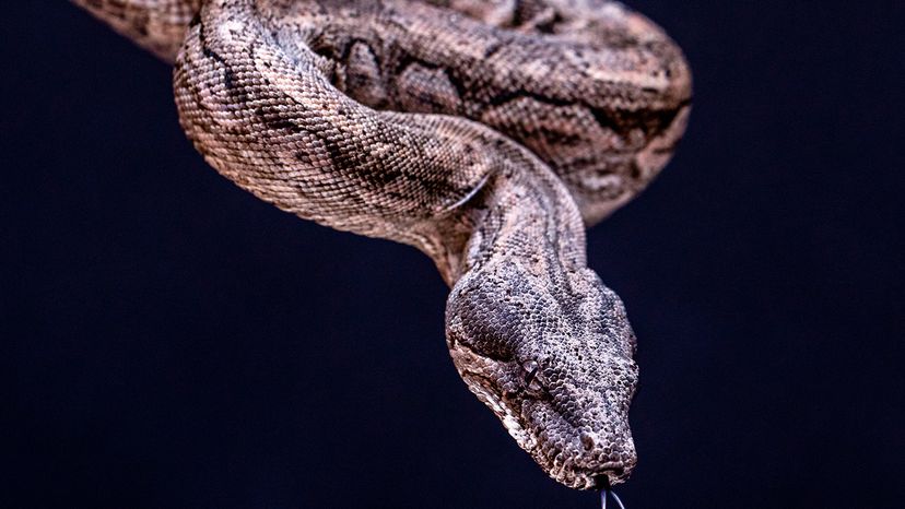 Argentine boa