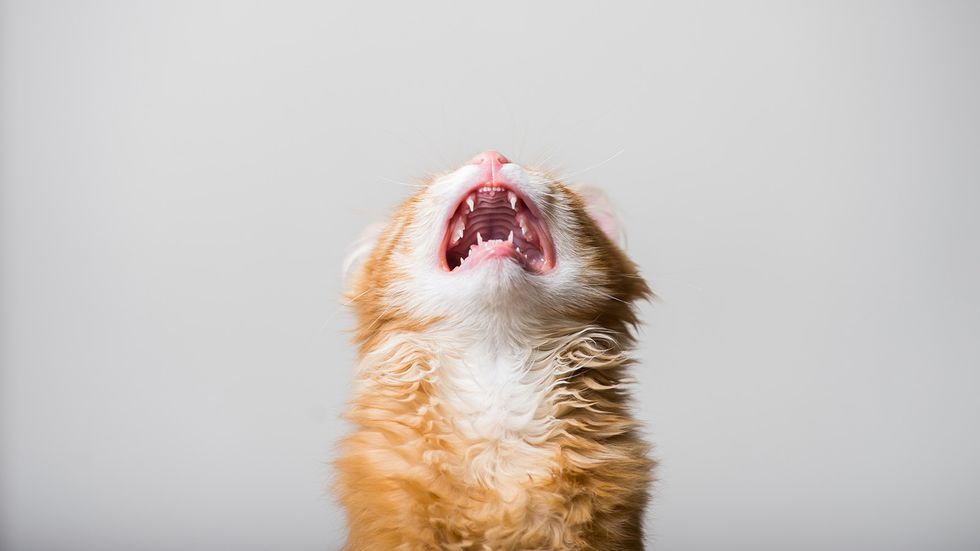 Why Is My Cat Meowing So Much?