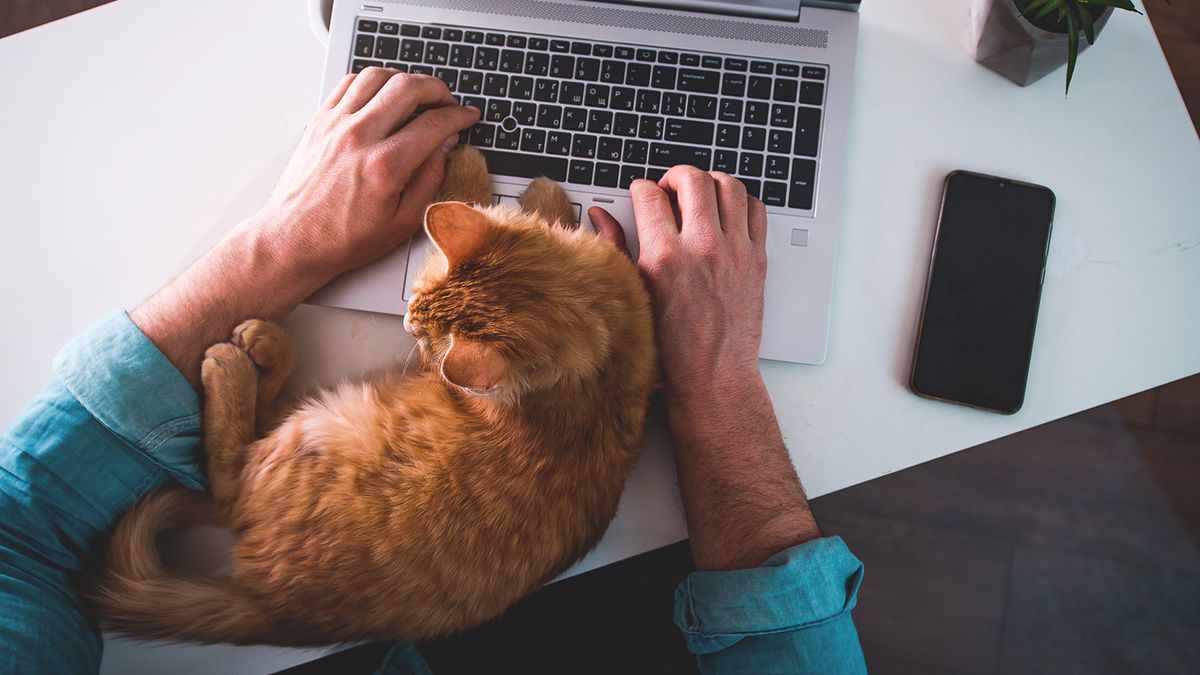 What Health Issue Could Make My Cat Clingy: Hidden Causes Revealed