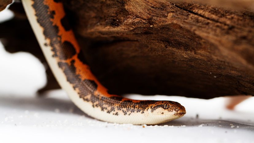 Kenyan sand boa