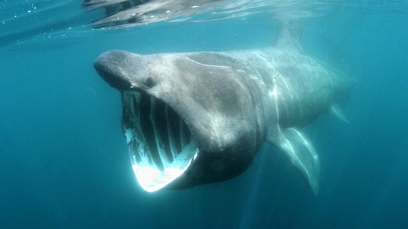 Basking shark