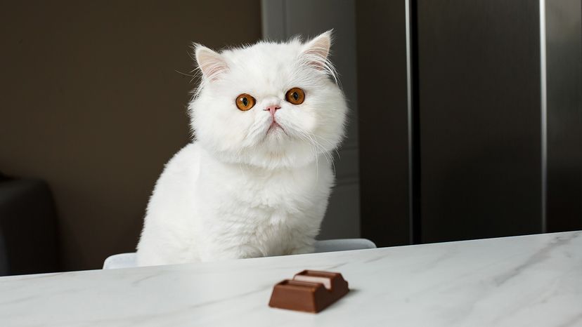 Cat with chocolate