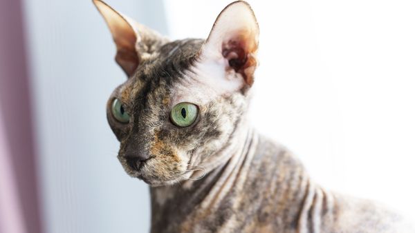 Donskoy Cat, Don Sphynx, Russian Hairless: All the Same