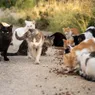 What Is a Group of Wild Cats Called? Depends on the Type of Cat