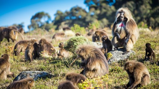 What Is a Group of Baboons Called, a Congress or a Troop?