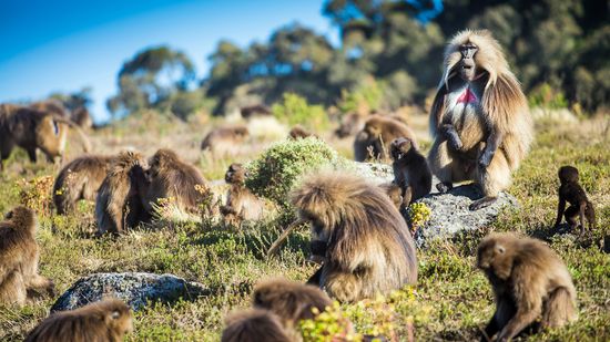 What Is a Group of Baboons Called, a Congress or a Troop?