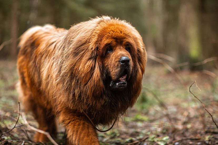 Tibetan Mastiff