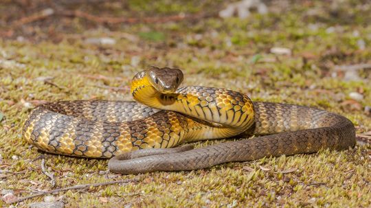 The Tiger Snake Has a Vicious Bite to Subdue Prey