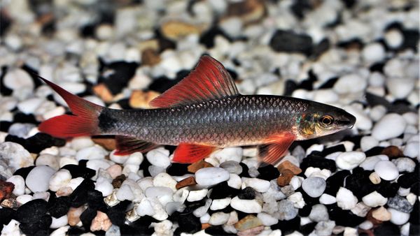 Rainbow Shark: Closer to a Minnow Than a Great White