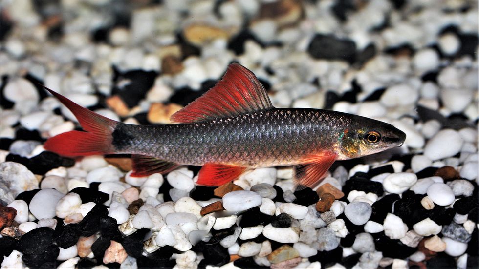 Rainbow Shark: Closer to a Minnow Than a Great White