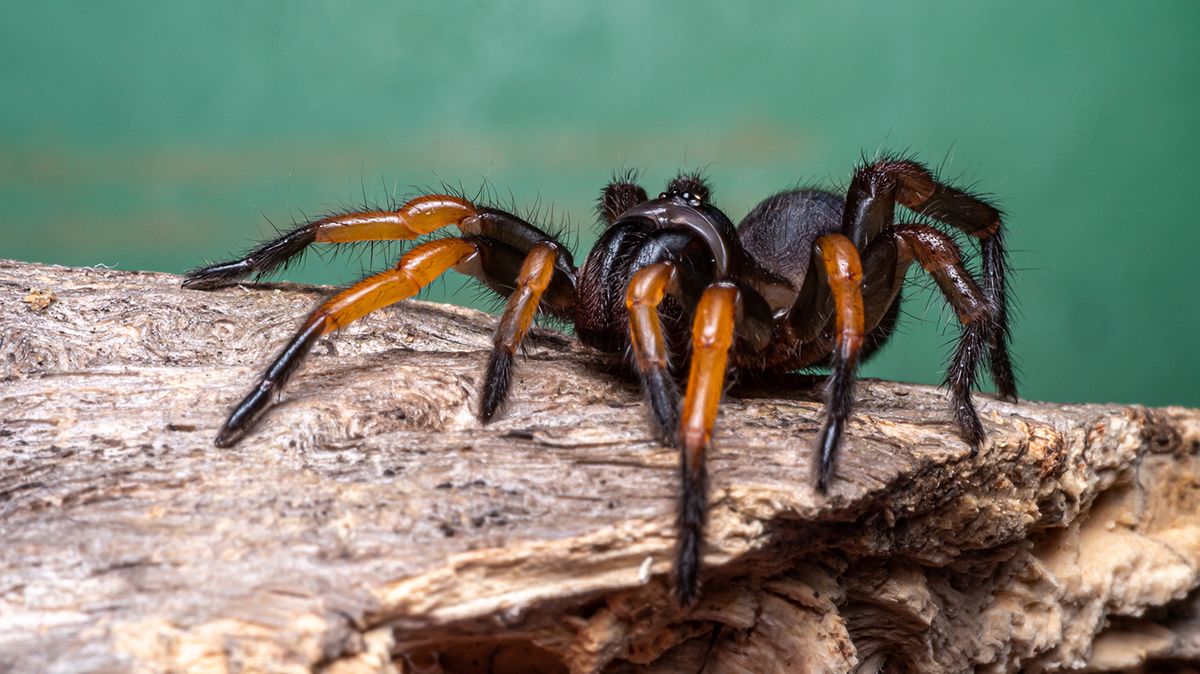 The Trapdoor Spider Builds Silk-lined Burrow Traps | HowStuffWorks