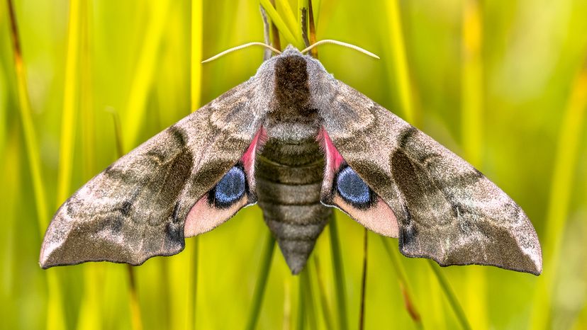 Hawk moth