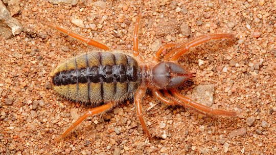 Camel Spider: A Murderous Speed Demon of the Desert