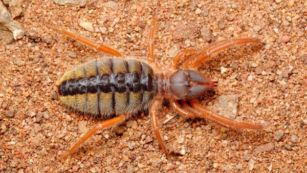 Large spider-like bug with brown body and orange legs on sand and gravel