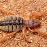 Camel Spider: A Murderous Speed Demon of the Desert