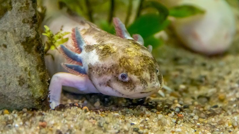 Mosaic axolotl