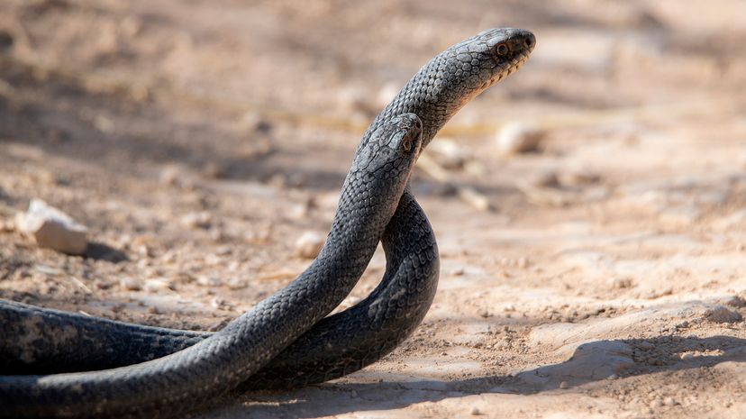 10 Black Snake Species That Blend With the Shadows | HowStuffWorks