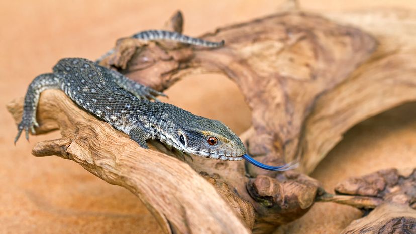 Baby Savannah monitor