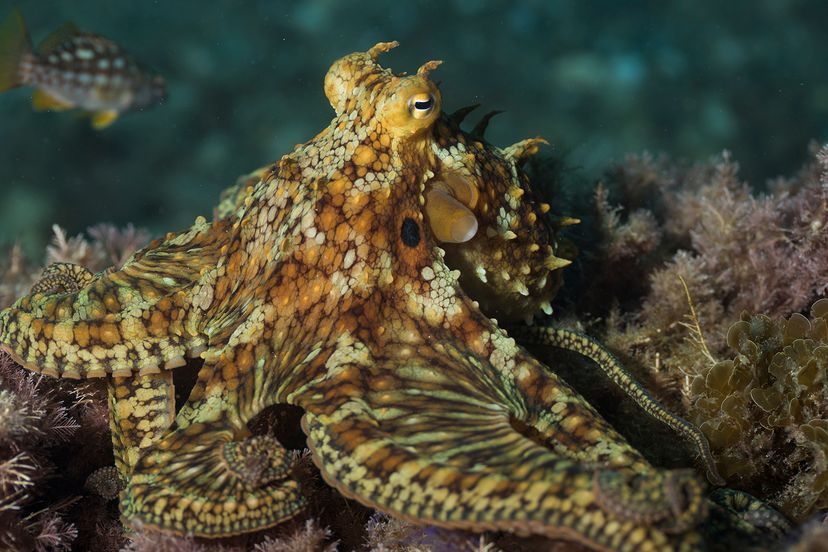 California two-spot octopus