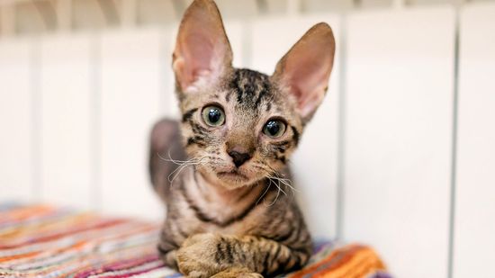 8 Ugliest Cats We Still Love Exactly as They Are