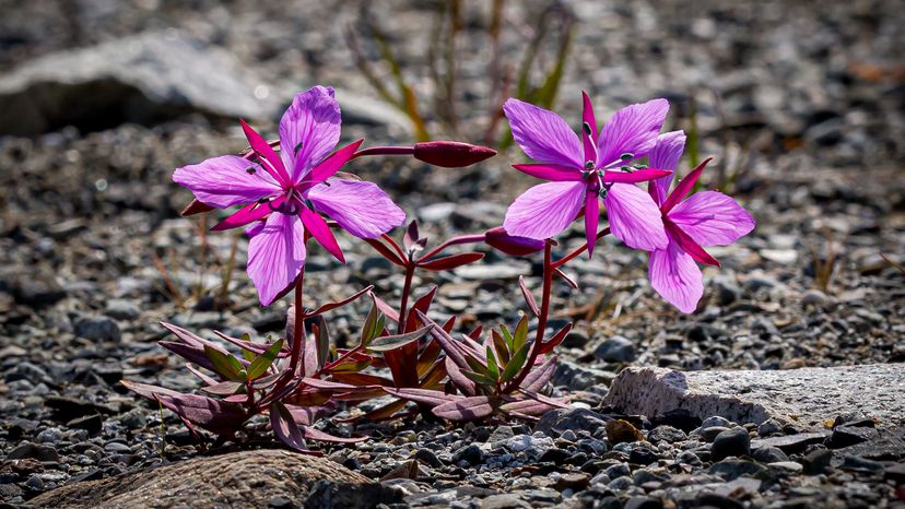 Dwarf fireweed