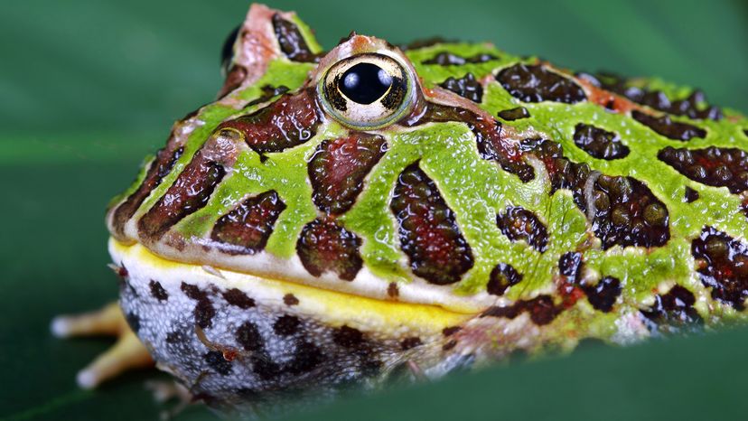 Pacman frog