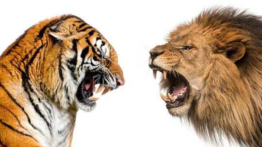 Tiger vs. Lion Comparisons in Size, Strength and Habitat