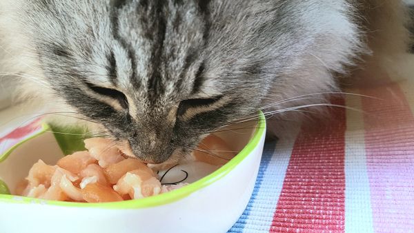Can Cats Eat Raw Chicken? Yes, but They Need More Than That