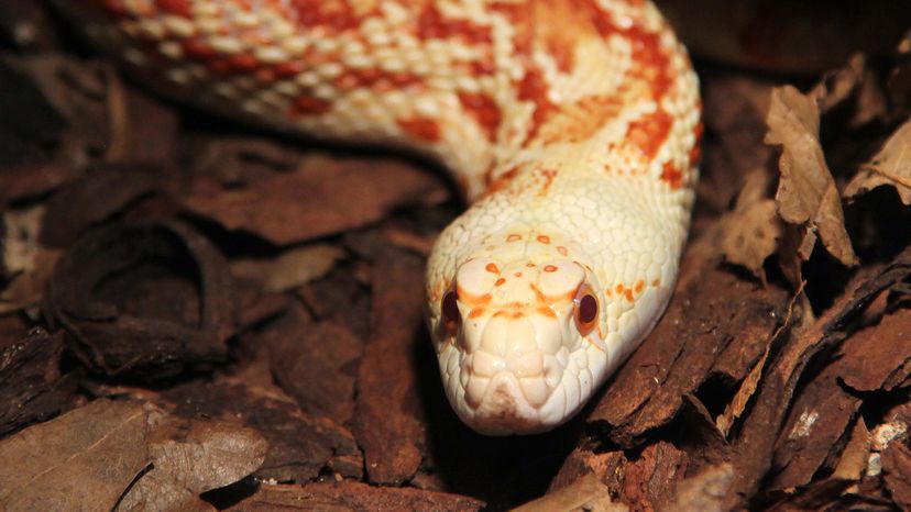 albino pine snake