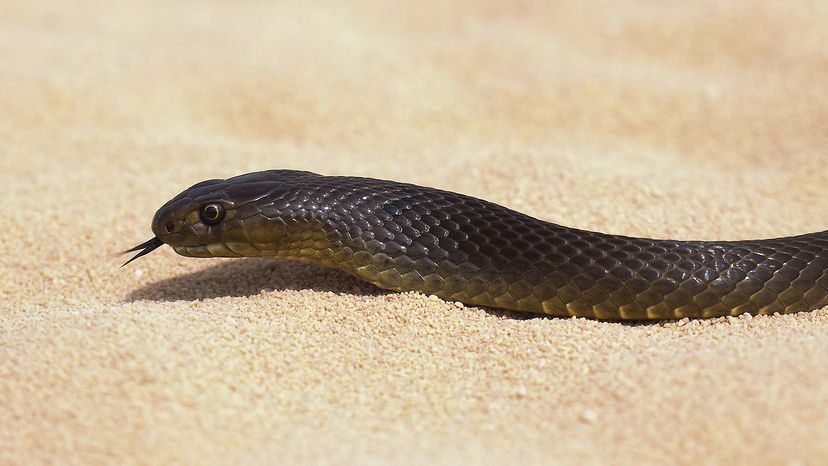 Western brown snake