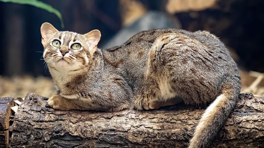 The Smallest Cat in the World Weighs Less Than a Traffic Cone