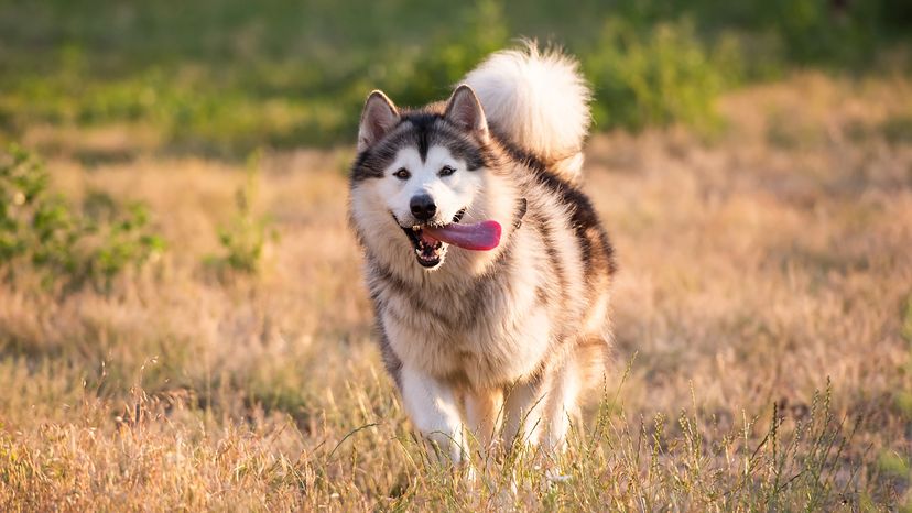 Alaskan malamute