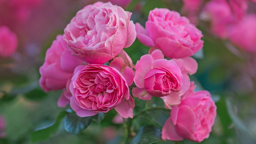 Bourbon roses
