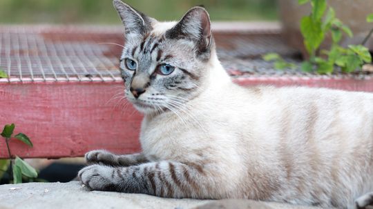 Lynx Point Cat Coloring Mixes Siamese and Tabby Patterns