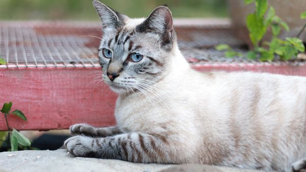 Lynx Point Cat Coloring Mixes Siamese and Tabby Patterns