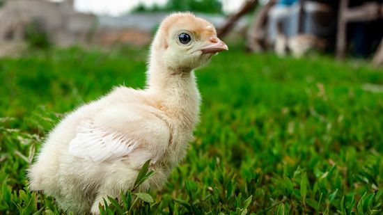 What Is a Baby Turkey Called? 'Poultry' Is About to Make So Much Sense