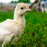 What Is a Baby Turkey Called? 'Poultry' Is About to Make So Much Sense