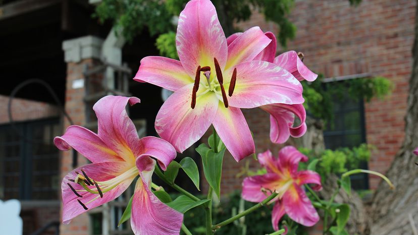Orienpet lilies