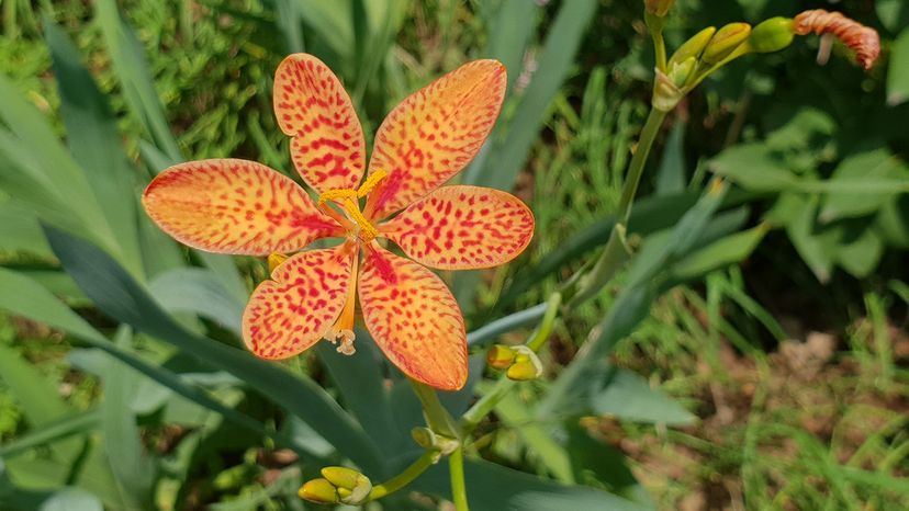 Leopard lily