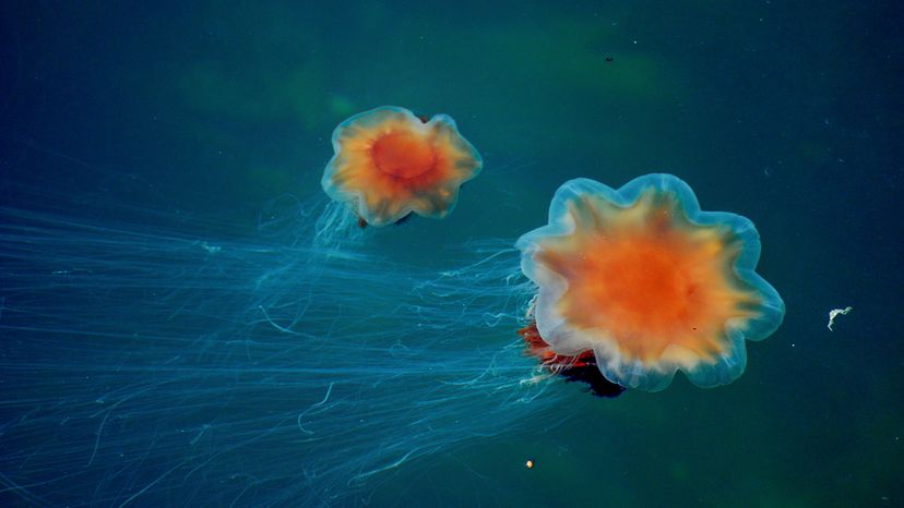 The Lion s Mane Jellyfish Was The Secret To A Sherlock Holmes Mystery 