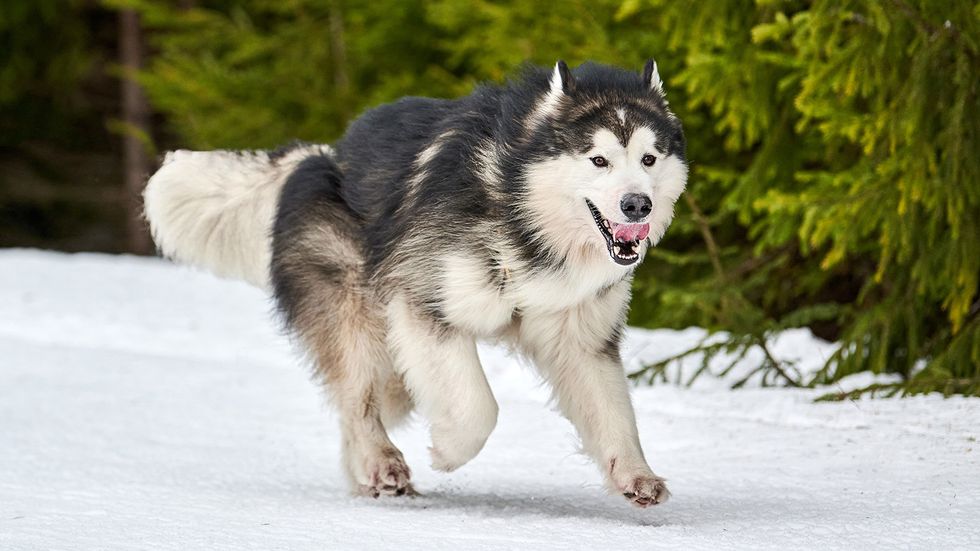12 Strongest Dog Breeds: The Floofiest Guards for Your Home