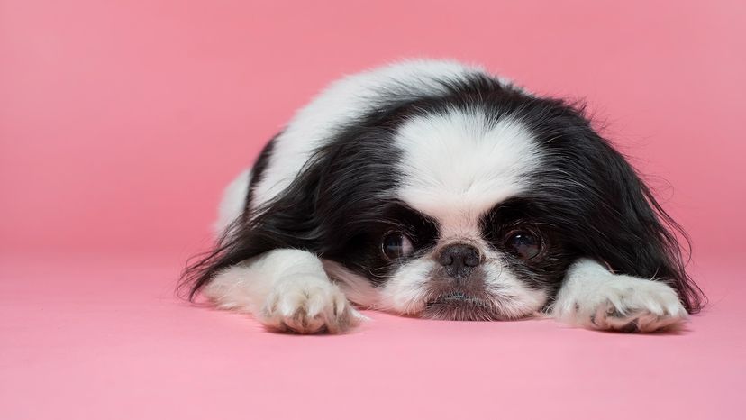 Japanese Chin