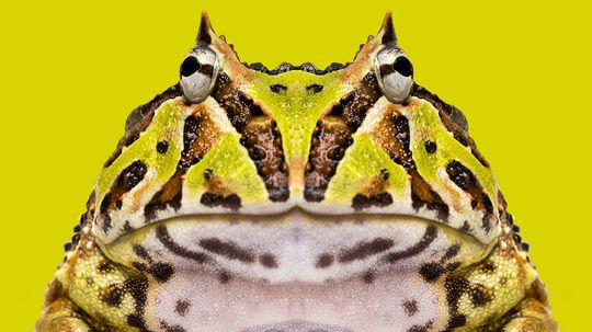 Horned Frog: A Snake-eating Ambush Predator With Tiny Teeth