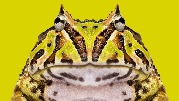 Horned Frog: A Snake-eating Ambush Predator With Tiny Teeth
